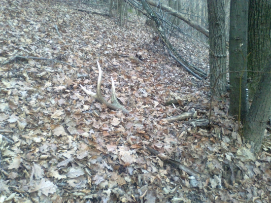 nedelnajsia prechadzka