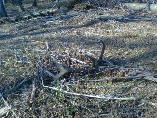 sobotnajsia strnastka