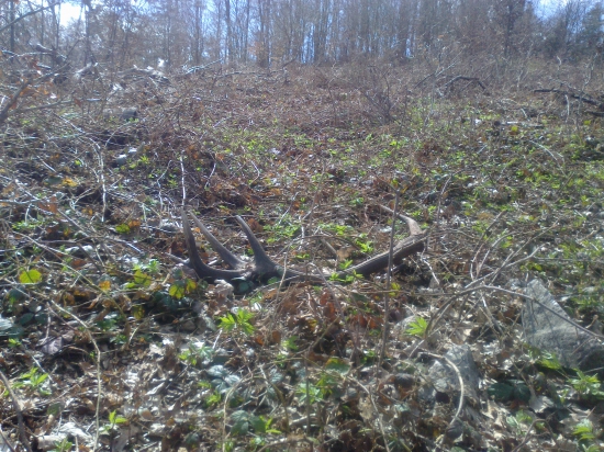 velkopiatková šestnácka