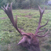 štrnástorák, šesťnastorák