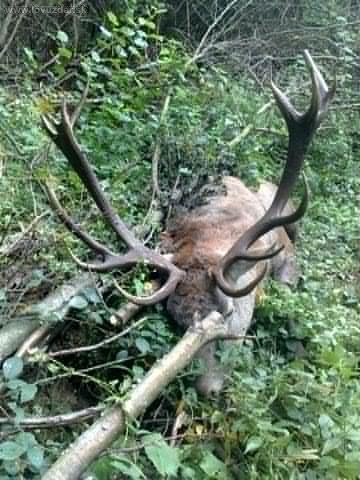 štrnástorák, šesťnastorák