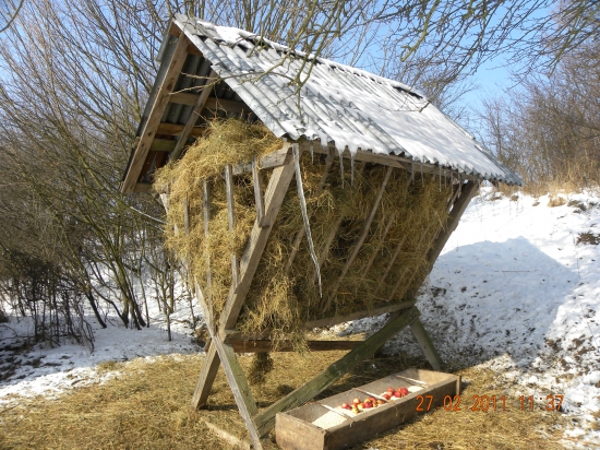 Dnešné prikrmovanie