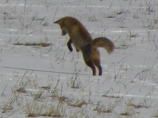 Hop