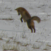 Hop