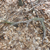 Takto ležal –dlho