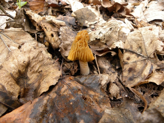 Smrčkovec český-dnes ráno