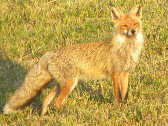 Líška