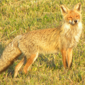 Líška
