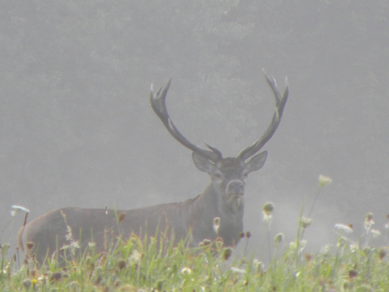 Náhodné stretnutie