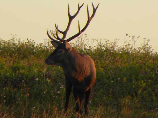 Ruja-2011