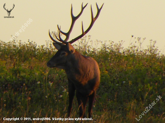 Ruja-2011