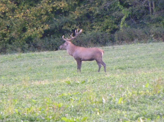 Ruja-2011