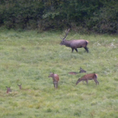 Ruja-2011