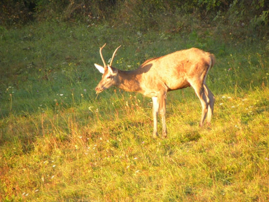 Ruja-2011
