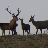 Neviem komu to patrilo