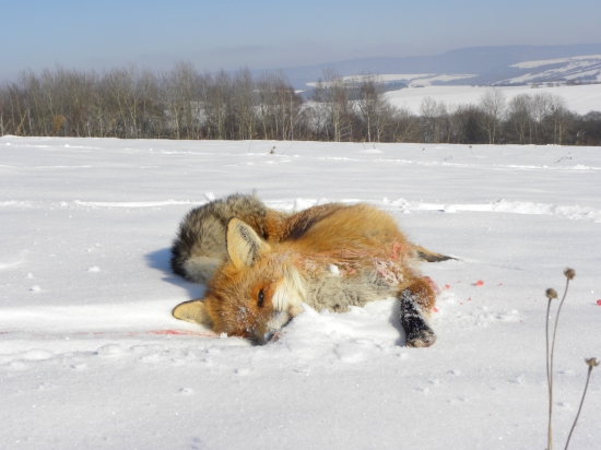 Včerajší synov úlovok