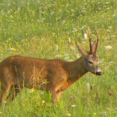 Smutný- Priatelia aká- VT ?