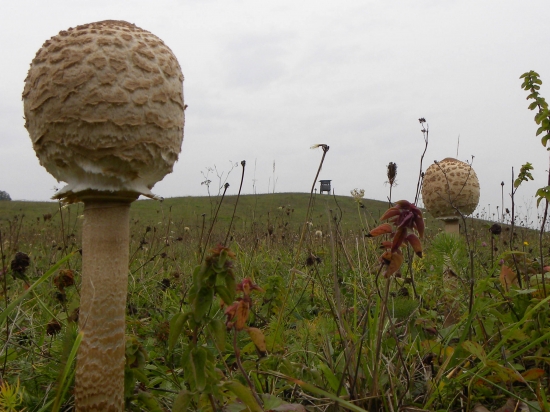 Najvyššie položeny posed v revíri