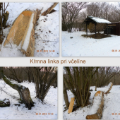 Kŕmna linka pri včelíne
