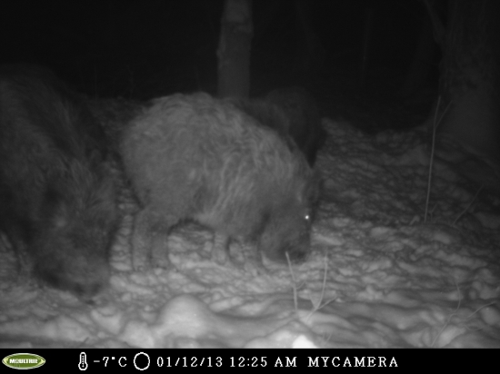 Mangalica