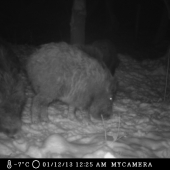 Mangalica