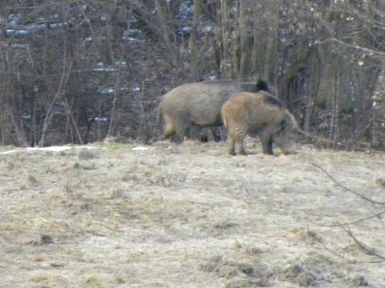 Nečakane stretnutie