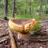 Velikán