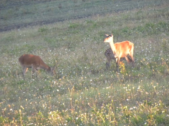 Raňajšie prikrmovanie