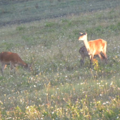 Raňajšie prikrmovanie