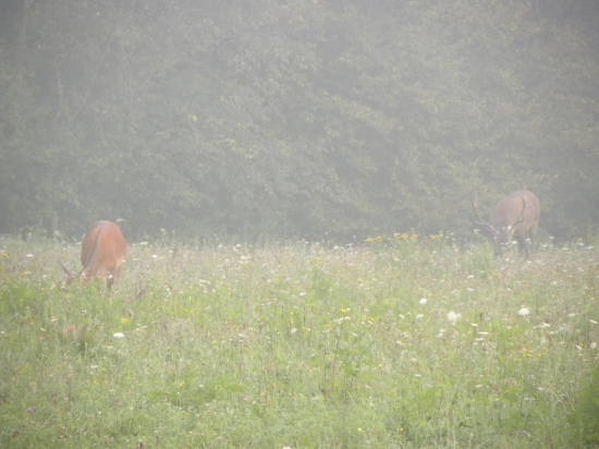 Na rujovysku.