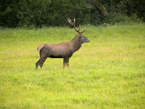 Ruja - 2014.