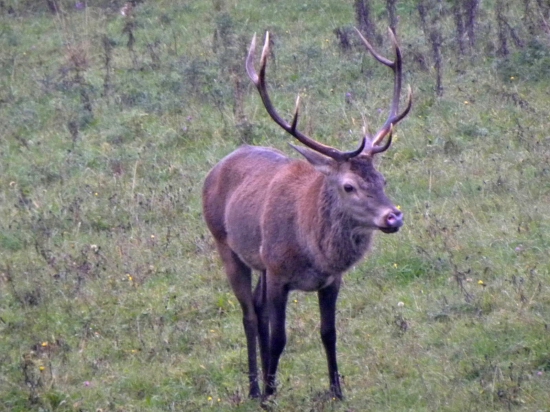 Ruja - 2014.