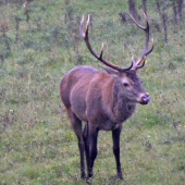 Ruja - 2014.