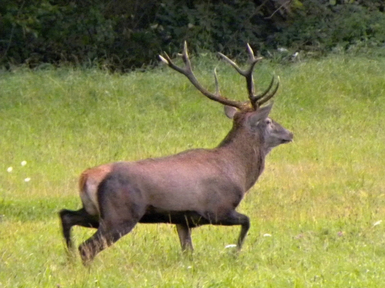 Ruja - 2014.