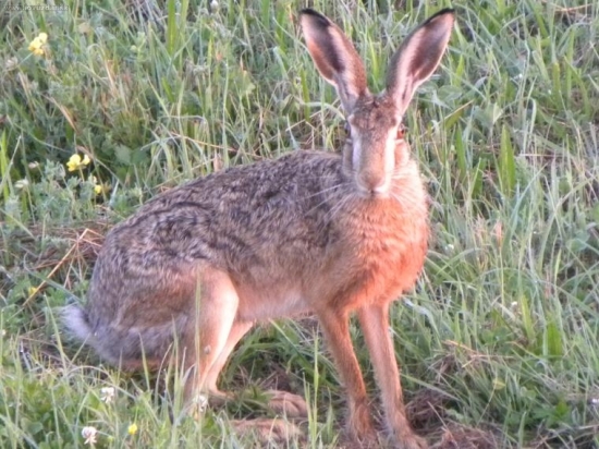 Zajačik.