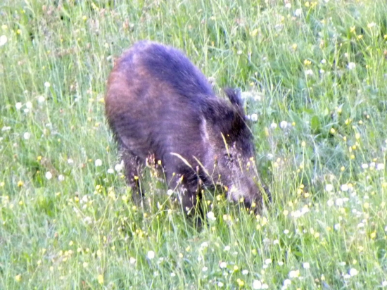 Diviačik.