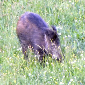 Diviačik.