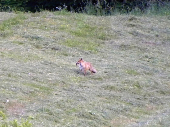 Raňajky.