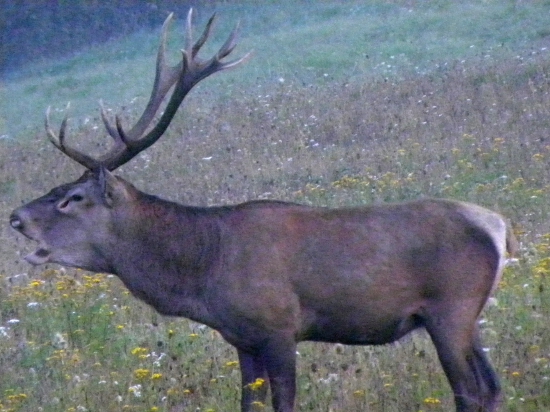 Trubač.