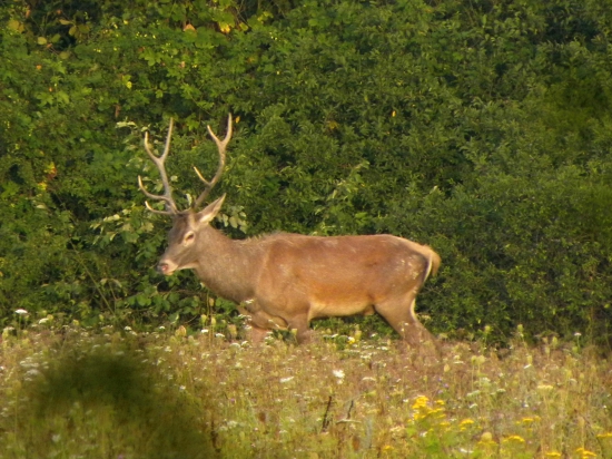 Ruja-2015.