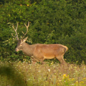 Ruja-2015.