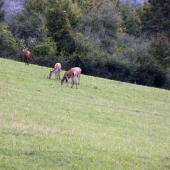Ruja - 2015.