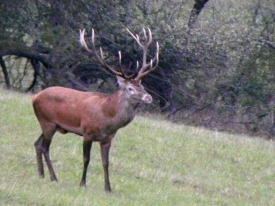 Ruja - 2015