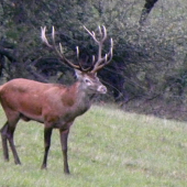 Ruja - 2015