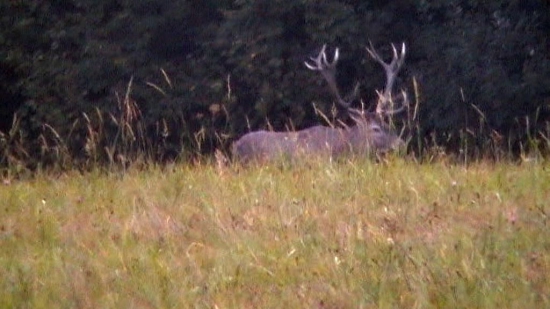 Ruja - 2015