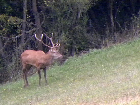 Ruja - 2015