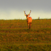 Ruja - 2015