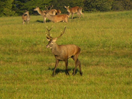 Ruja - 2015