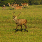 Ruja - 2015