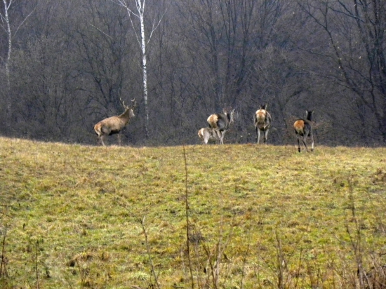 Na úteku.